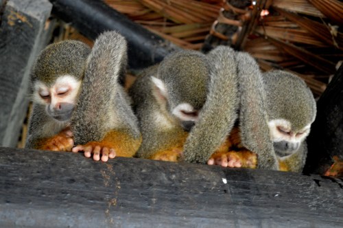 BEDTIME: Three sleepy monkeys huddle for warmth in the rafters of a restaurant in Amazonas, Colombia.